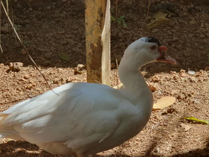 Pato