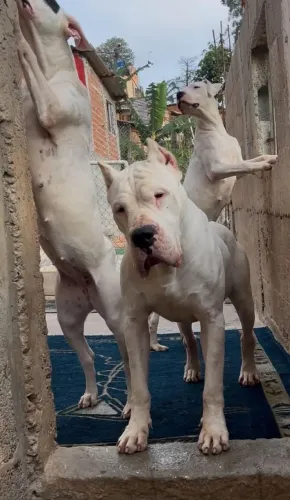 Dogo argentino filhotes puros 
