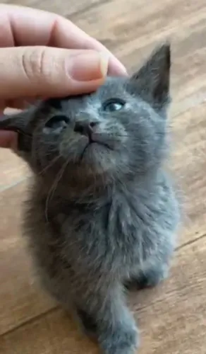 Gatinha angorá a venda