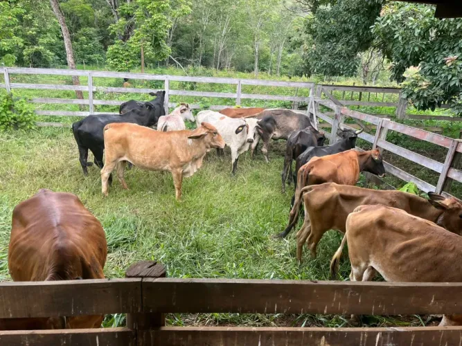 Vacas de leite lote 30 animais