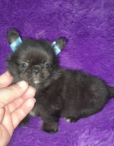 Chihuahua macho pêlo longo Black. Uma lindo menino!