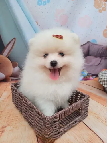 Spitz alemão  macho  anão valor 2500,00 