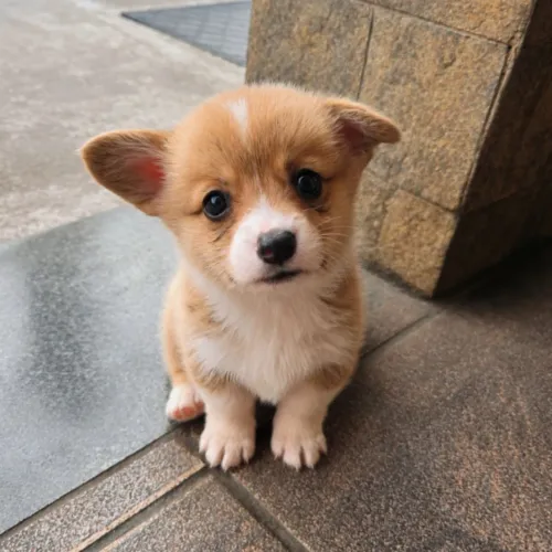 Filhote de Corgi Pembroke 