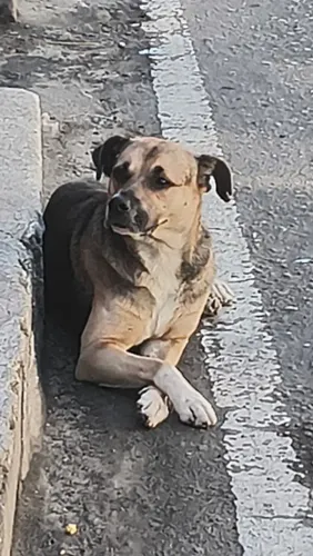 Cachorro doação pet