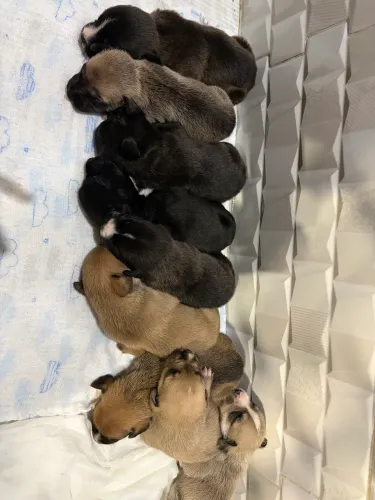 Cachorros para adoção