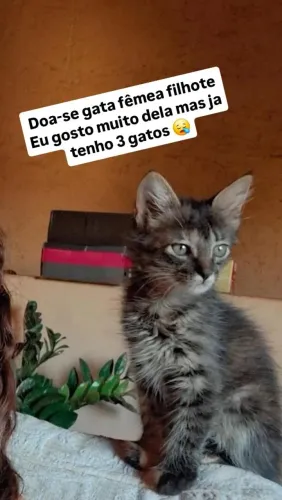 Doa-se gata fêmea filhote