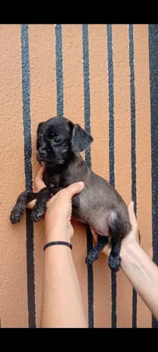 Fêmea pug com poodle valor 350 reais.