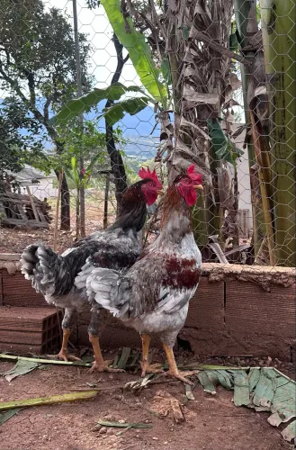 Frango GSB - Genética e padrão