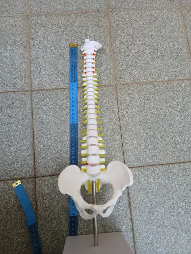 Modelo coluna vertebral com pelve