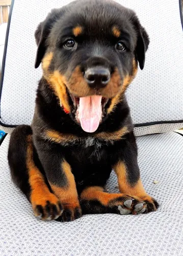 Rottweiler Ele Está Entusiasmado Com Sua Nova Família 