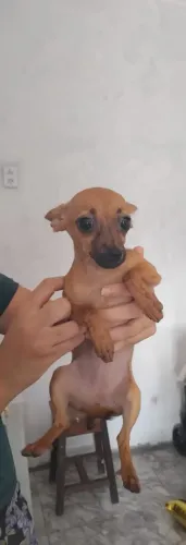 Cachorrinha pinscher número 2 filhote 