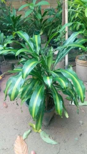 Plantas