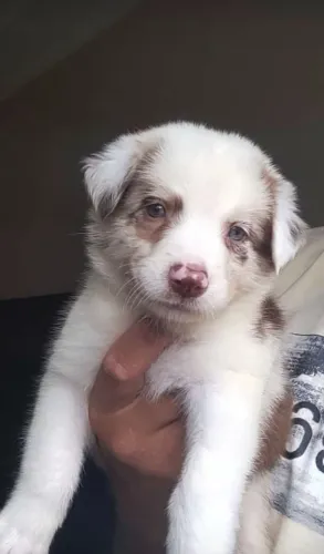 Border Collie - filhotes vacinados e vermifugados
