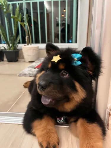 Chow Chow Black and Tan ?
