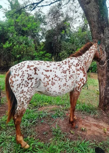 Egua persa