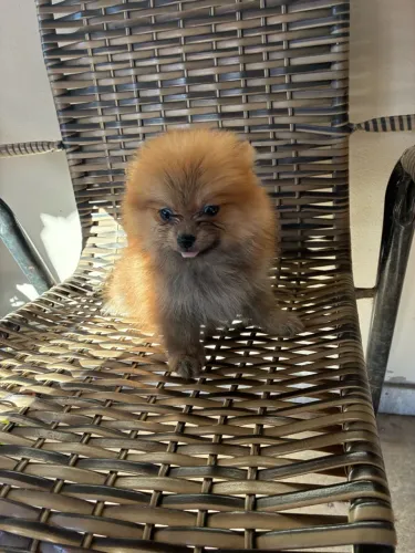 Lulu da pomeranea