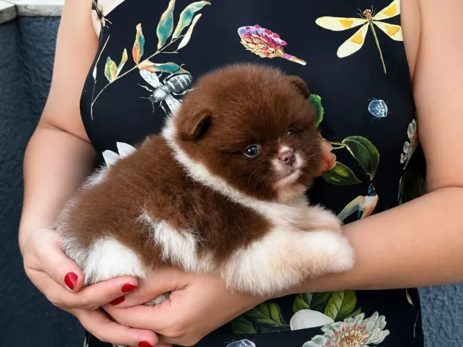 Filhote de Lulu da Pomerania anão