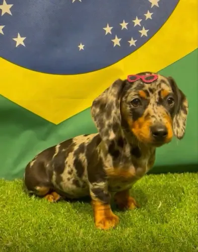 Vendo filhote de salsichinha fêmea