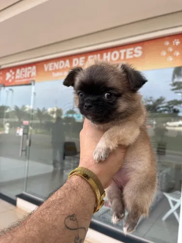 Chihuahua fêmea pelo longo