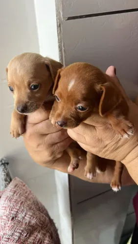 Pinscher macho
