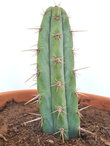Cacto São Pedro