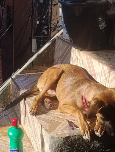 Doa se cachorro malino de 5 mês filho muito dócil 