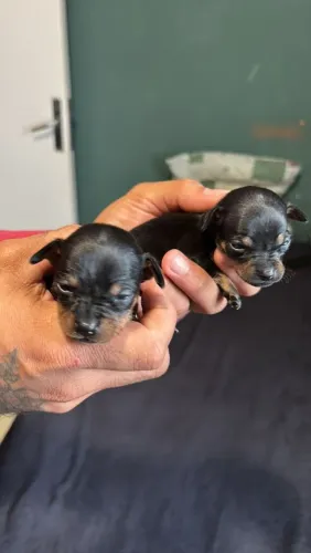 Pinscher fêmea 