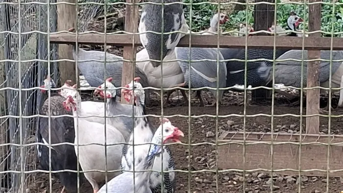Machos de angolista