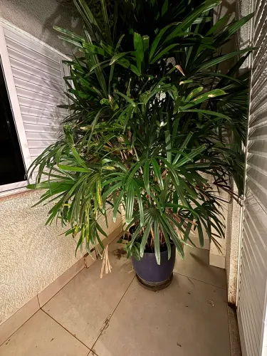 Planta ornamental e vaso