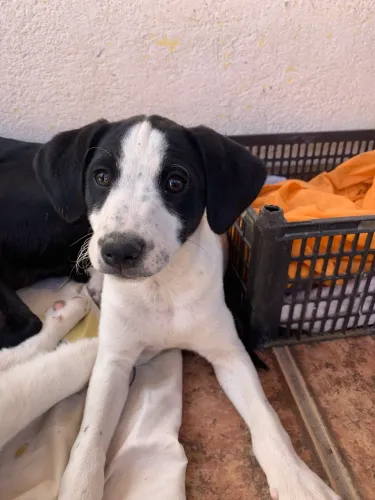 Cachorrinha 2 meses, amorosa e companheira