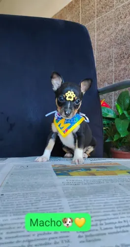 Pinscher 00