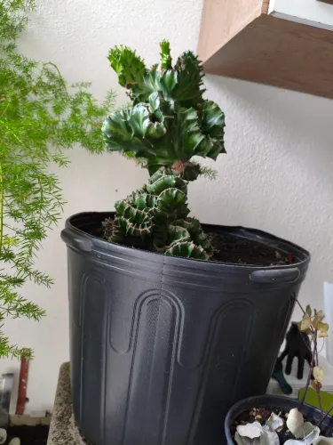 Plantas, preço diferentes