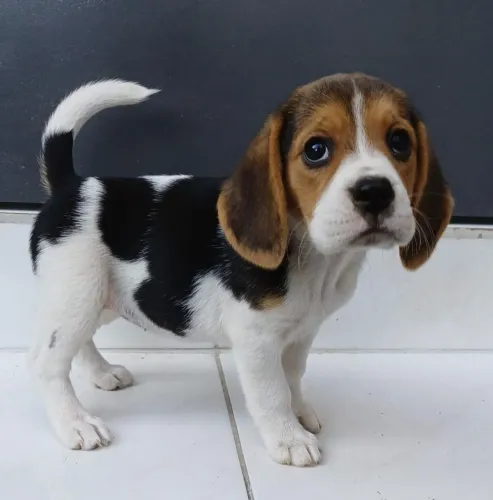 Beagle suas orelhas te encantam.