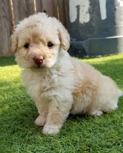 Filhotes de Poodle - Qualidade, Carinho e Suporte para Seu Novo Companheiro