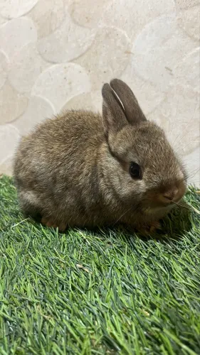 Mini coelho Lion e anão