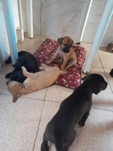Cachorro para doação 