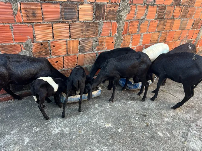 Ovelha E borrego
