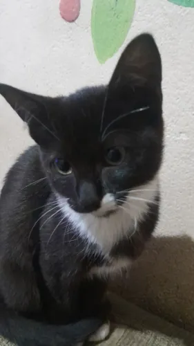 Doando gatinhas frajolas