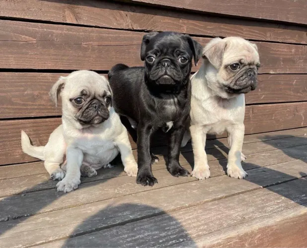 Filhotes de Pug criado com todo cuidado que merecem.