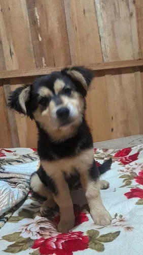 Cachorrinhas doação