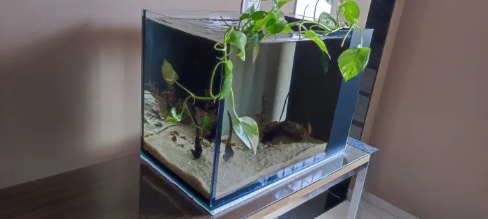 Aquário Novo 80 Litros com Sump 58 x 41,50 x 33,50 cm