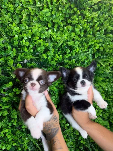 Chihuahua. Dois lindos rapazes de pelagem longa e beleza que encanta!