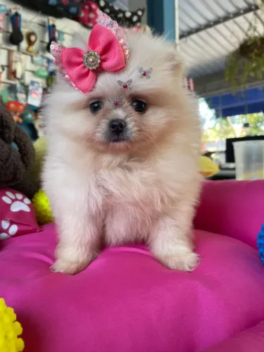 Spitz alemão fêmea mini disponível 