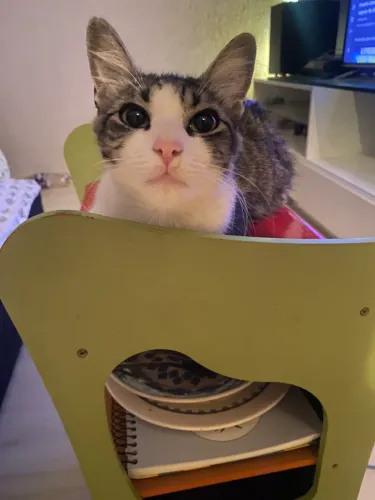 Doação de gatinha linda e meiga (LEIA O ANÚNCIO)