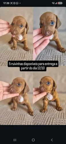 Filhotes de daschund ( cofap, salsicha)