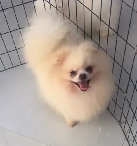 Lulu macho 4 anos
