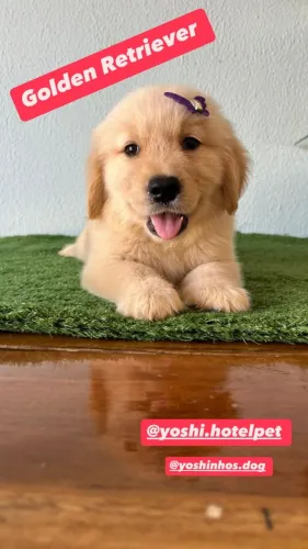 Golden Retriever machinho & femea de pronta entrega