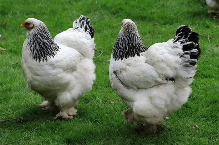 Galinha de raça Brahma