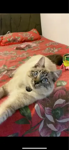 Ragdoll macho 9 meses