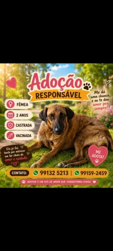 Adoção responsável
